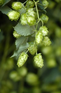 Hops-Hanging